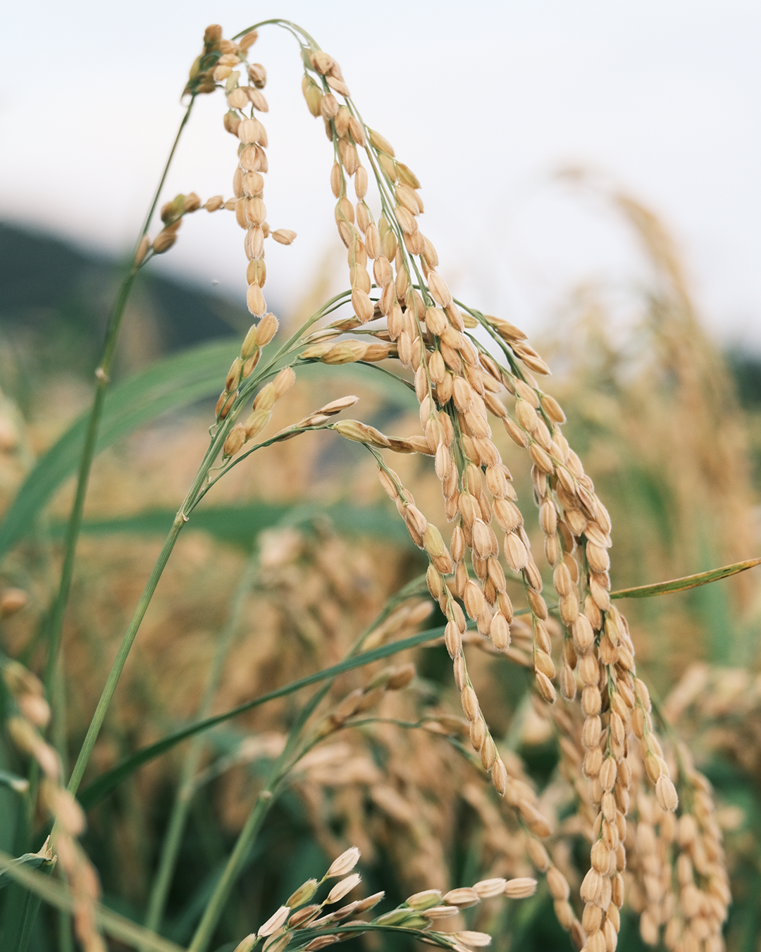 よこやま吟のさと 重家酒造