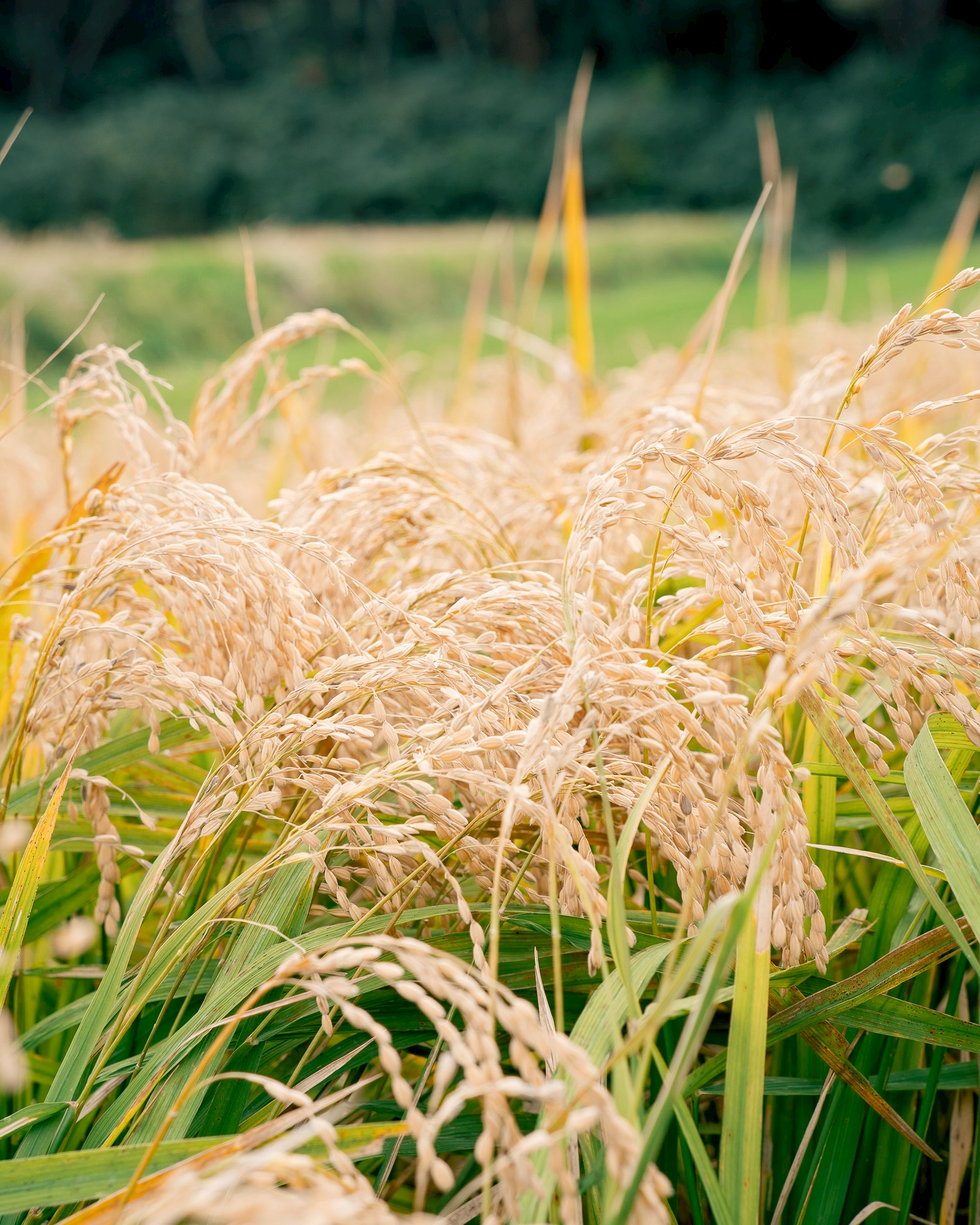 日本酒よこやま吟のさと収穫